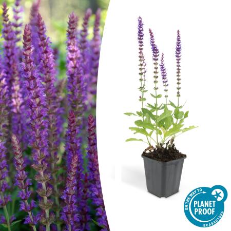 Ornamental sage - Steppe sage - Salvia nemorosa Ostfriesland - 9cm pot