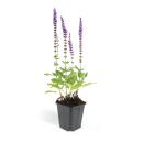 Ornamental sage - Steppe sage - Salvia nemorosa Ostfriesland - 9cm pot