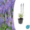 Ziersalbei - Steppensalbei - Salvia nemorosa Caradonna -...