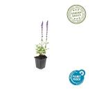Ziersalbei - Steppensalbei - Salvia nemorosa Caradonna - 9cm Topf