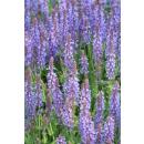 Ziersalbei - Steppensalbei - Salvia nemorosa Caradonna - 9cm Topf