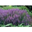 Ziersalbei - Steppensalbei - Salvia nemorosa Caradonna - 9cm Topf