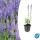 Ziersalbei - Steppensalbei - Salvia nemorosa Caradonna - 9cm Topf
