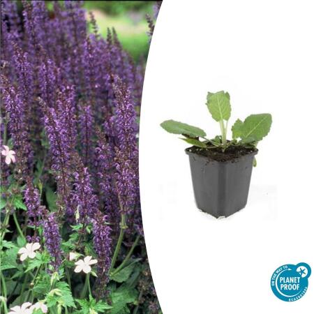 Ziersalbei - Steppensalbei - Salvia nemorosa Mainacht - 9cm Topf