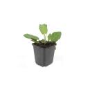 Ziersalbei - Steppensalbei - Salvia nemorosa Mainacht -...