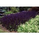 Ziersalbei - Steppensalbei - Salvia nemorosa Mainacht - 9cm Topf