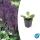 Ziersalbei - Steppensalbei - Salvia nemorosa Mainacht - 9cm Topf