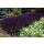 Ziersalbei - Steppensalbei - Salvia nemorosa Mainacht - 9cm Topf