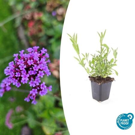 Zierstaude - Eisenkraut - Verbena bonariensis - 9cm Topf