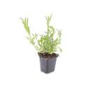 Zierstaude - Eisenkraut - Verbena bonariensis - 9cm Topf