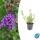 Zierstaude - Eisenkraut - Verbena bonariensis - 9cm Topf