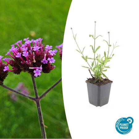 Verveine ornementale - Verbena bonariensis Lollipop - pot 9cm