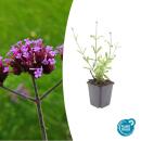 Zierstaude - Eisenkraut - Verbena bonariensis Lollipop -...