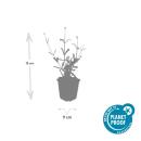 Verveine ornementale - Verbena bonariensis Lollipop - pot 9cm
