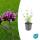 Verveine ornementale - Verbena bonariensis Lollipop - pot 9cm
