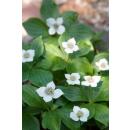 Couvre-sol - Cornouiller du Canada - Cornus canadensis - Pot 9cm