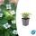 Couvre-sol - Cornouiller du Canada - Cornus canadensis - Pot 9cm