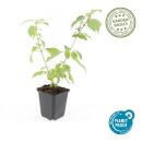 Roter Hartriegel - Cornus sanguinea Annys Winter Orange - Heckenpflanze - 9cm Topf