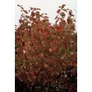 Roter Hartriegel - Cornus sanguinea Annys Winter Orange - Heckenpflanze - 9cm Topf