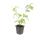Roter Hartriegel - Cornus sanguinea Annys Winter Orange - Heckenpflanze - 9cm Topf