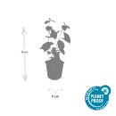 Red dogwood - Cornus sanguinea Midwinter Fire - Hedge plant - 9cm pot