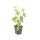Red dogwood - Cornus sanguinea Midwinter Fire - Hedge plant - 9cm pot