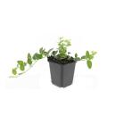 Couvre-sol - Pervenche - Vinca minor Argenteovariegata -...