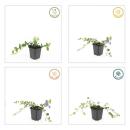 Ground cover - Evergreen - Vinca minor Argenteovariegata - 9cm pot