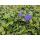 Ground cover - Evergreen - Vinca minor Argenteovariegata - 9cm pot