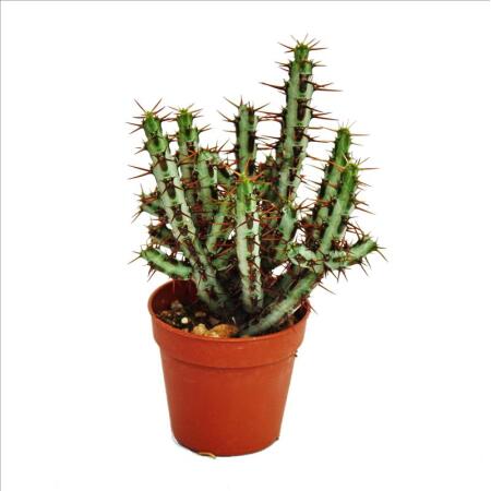 Euphorbia aeruginosa - Wolfsmilch - kleine Pflanze im 5,5cm Topf