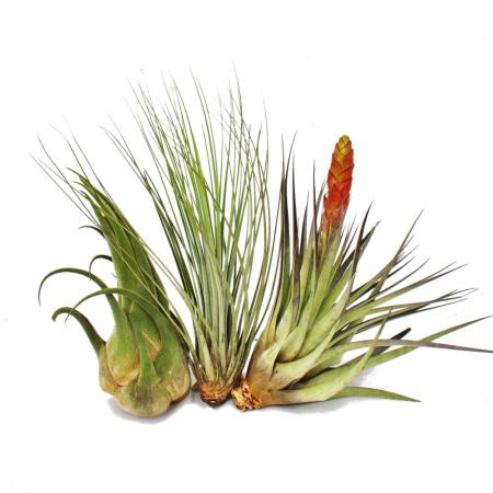 3 différents XXL-Tillandsias dans un ensemble