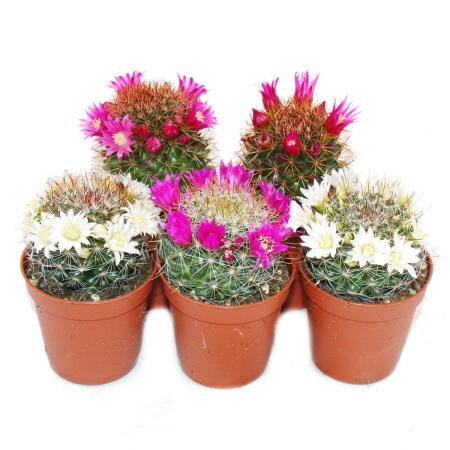 5 flowering cacti in a set