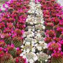 5 flowering cacti in a set