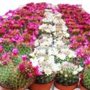 5 flowering cacti in a set