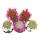 5 flowering cacti in a set