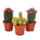 3 blooming cactus in the set