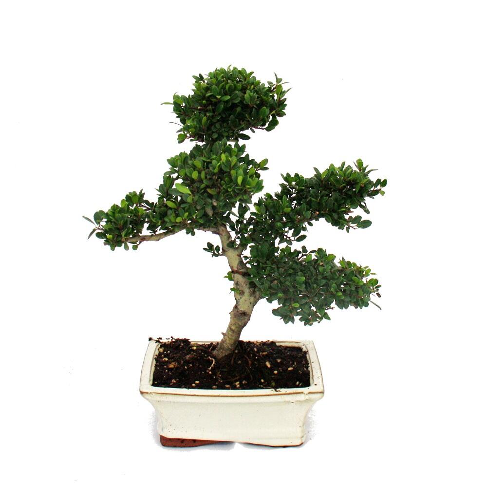 bonsai in schale 5.1
