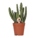Kolibri Greens | Groene plant - Stapelia - groene...