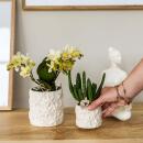 Kolibri Greens | Groene plant - Stapelia - groene...