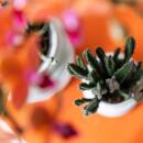 Kolibri Greens | Grünpflanze - Stapelia - Ø6cm