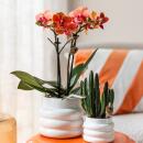 Kolibri Greens | Grünpflanze - Stapelia - Ø6cm