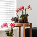 Kolibri Greens | Grünpflanze - Stapelia - Ø6cm