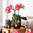 Kolibri Greens | Grünpflanze - Stapelia - Ø6cm