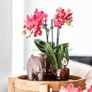 Kolibri Greens | Grünpflanze - Stapelia - Ø6cm