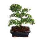 Bonsai Ilex crenata - Japanese Holly about 9 years