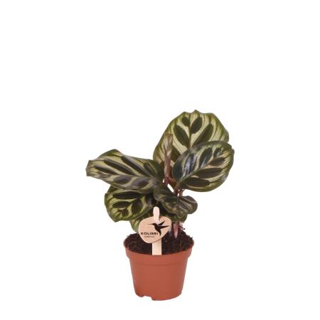 Kolibri Greens Schattenpflanze Mini - Calathea Makoyana  - Ø6cm