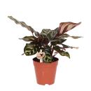 Kolibri Greens | Groene plant - Calathea Makoyana -...