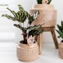 Kolibri Greens | Schattenpflanze - Calathea Makoyana  - Ø9cm