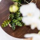 Kolibri Greens | Schattenpflanze - Calathea Makoyana  - Ø9cm