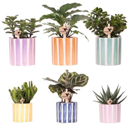 Kolibri Greens | Mini-Pflanzen Set im schönen Übertopf Ø9cm & Ø6cm